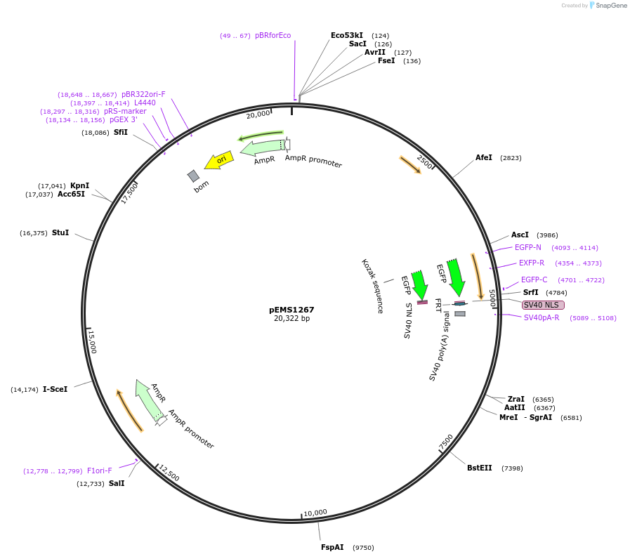 29139-plasmid-map-sequence-id-13554
