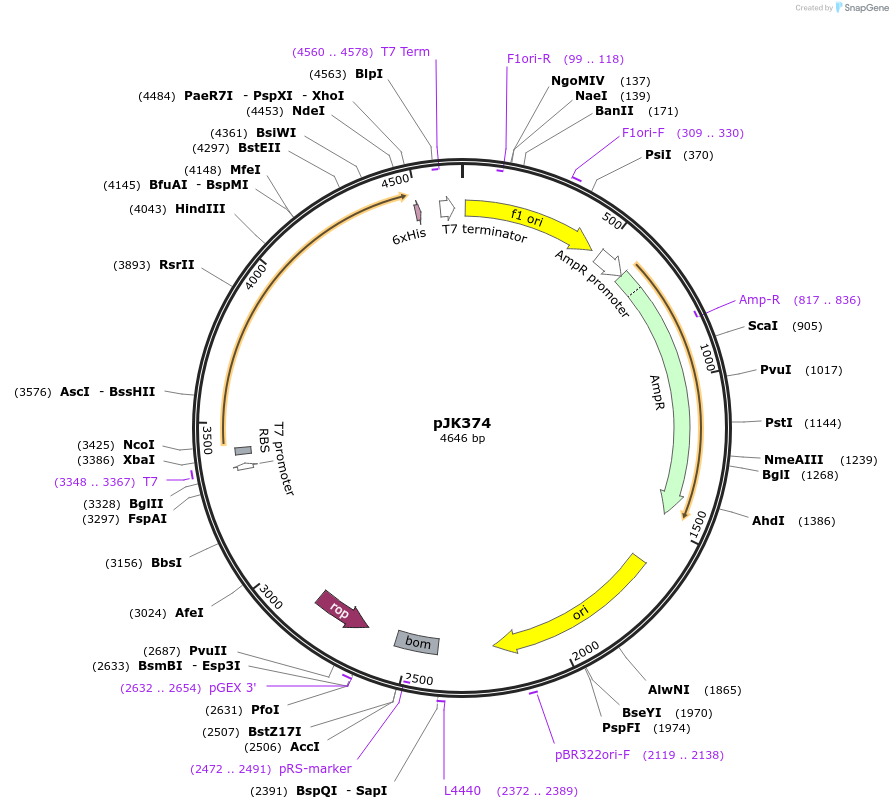 72409-plasmid-map-sequence-id-135540