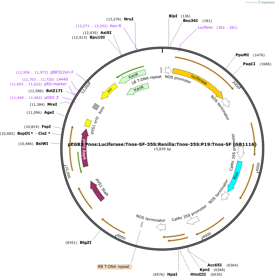68218-plasmid-map-sequence-id-135582