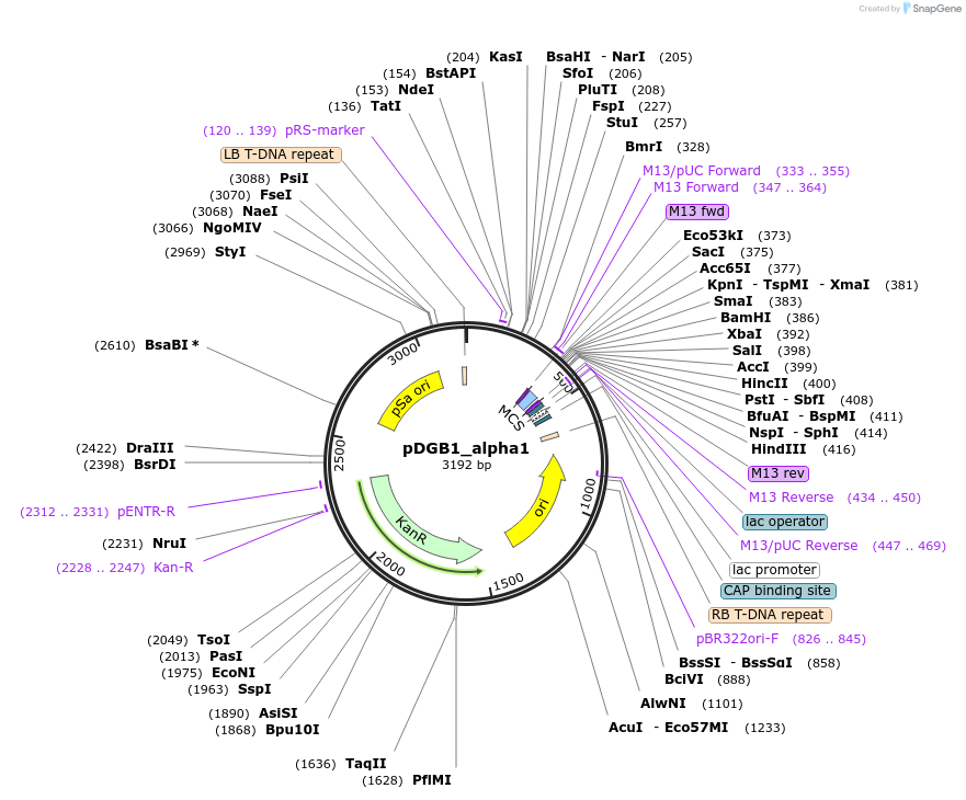 68224-plasmid-map-sequence-id-135585