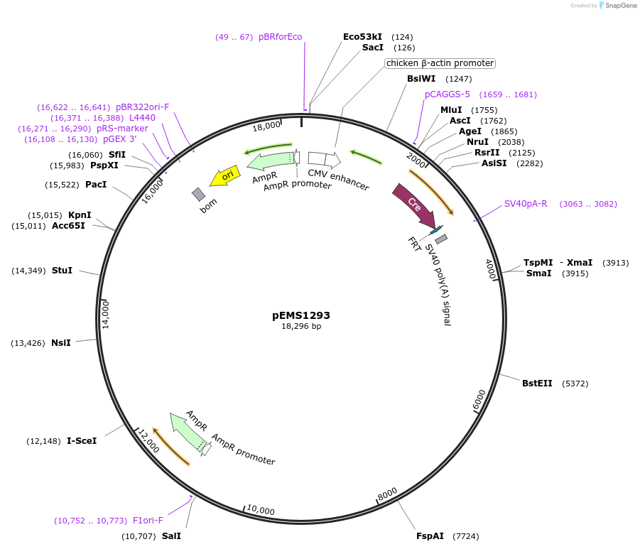 29144-plasmid-map-sequence-id-13559