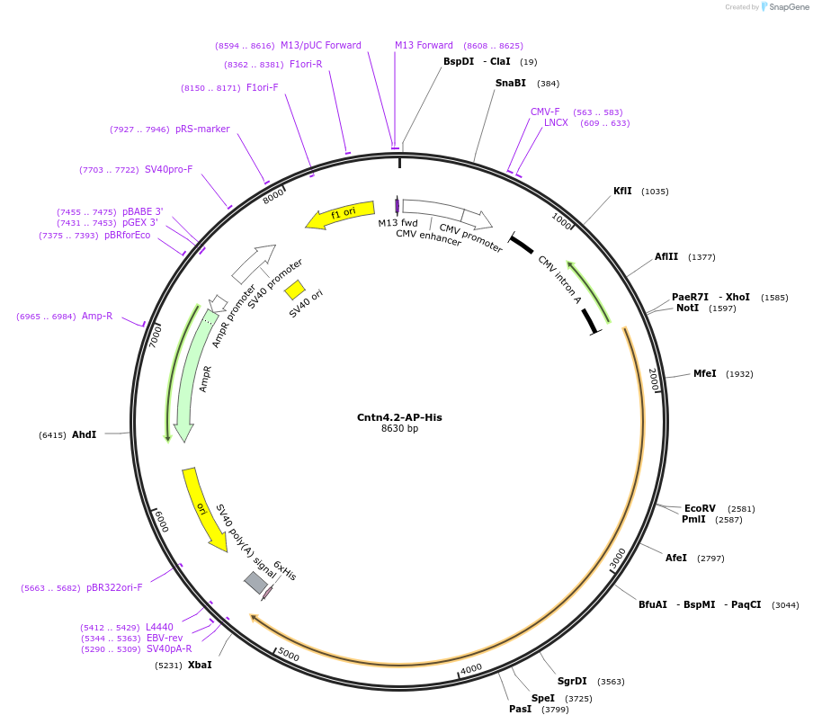 71942-plasmid-map-sequence-id-135599