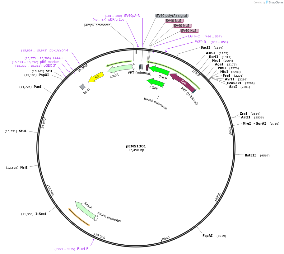 29146-plasmid-map-sequence-id-13561