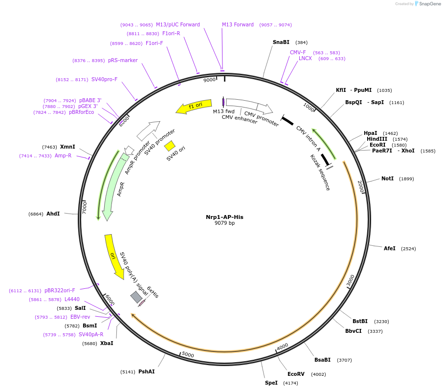 71971-plasmid-map-sequence-id-135614
