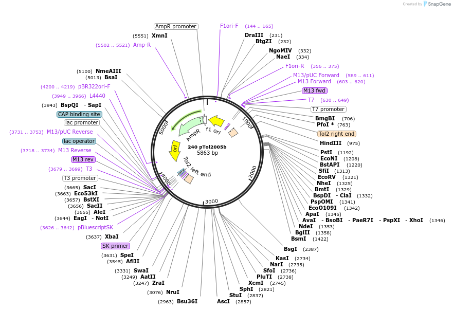 73483-plasmid-map-sequence-id-135629