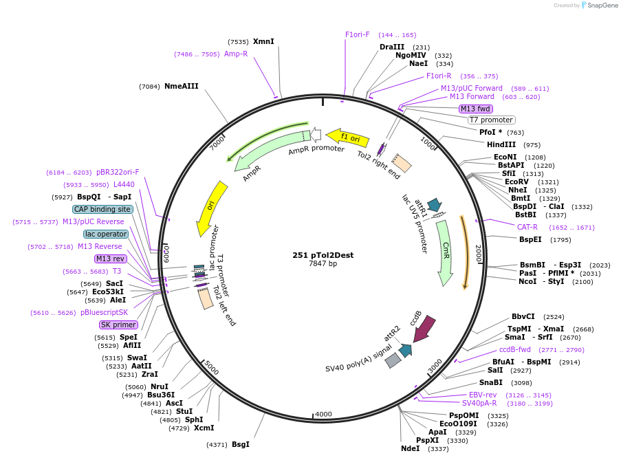 73484-plasmid-map-sequence-id-135631