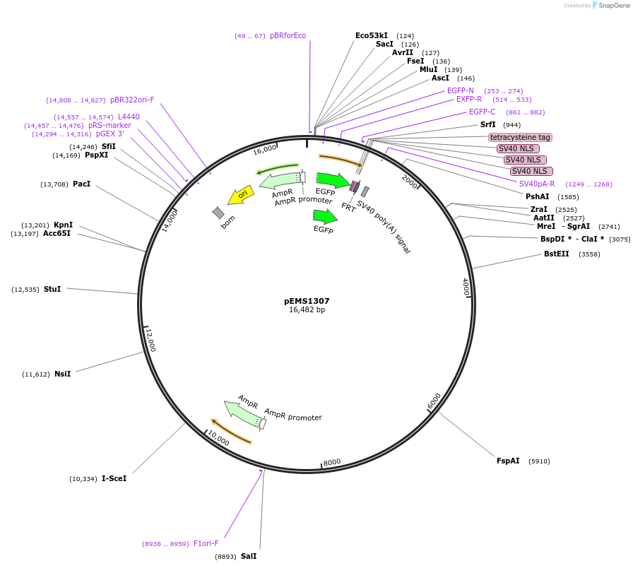 29149-plasmid-map-sequence-id-13564
