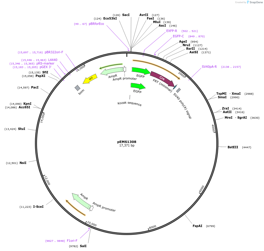29150-plasmid-map-sequence-id-13565