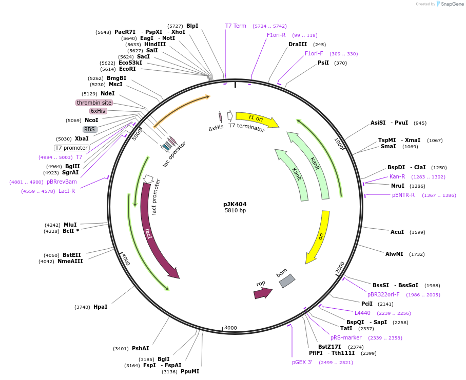 72417-plasmid-map-sequence-id-135656