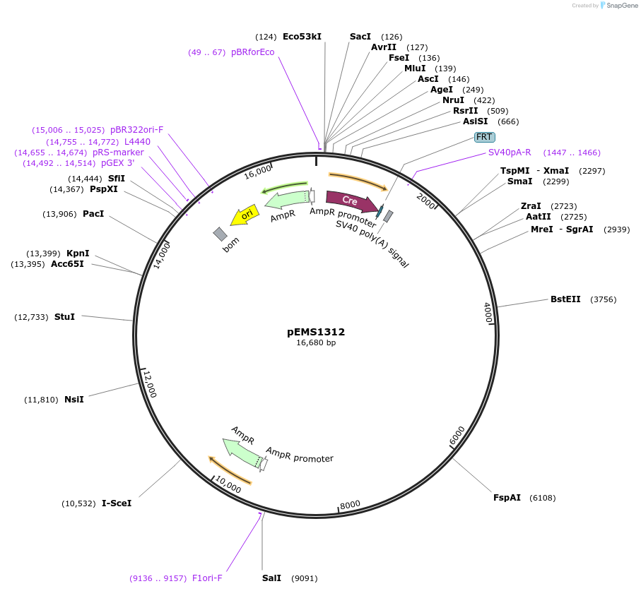 29151-plasmid-map-sequence-id-13566