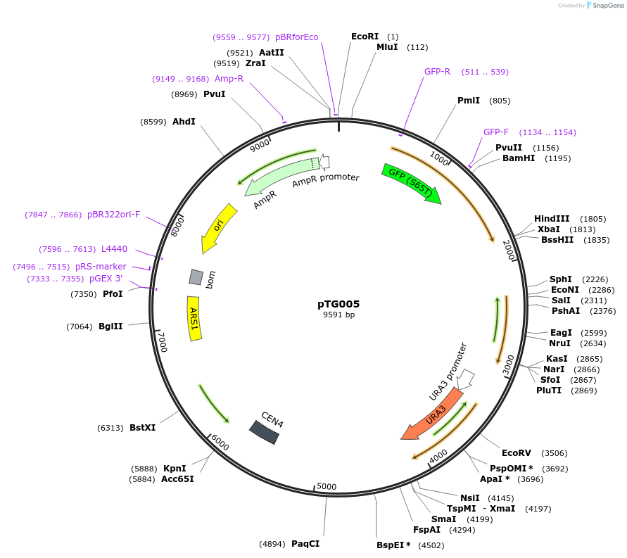 71386-plasmid-map-sequence-id-135665