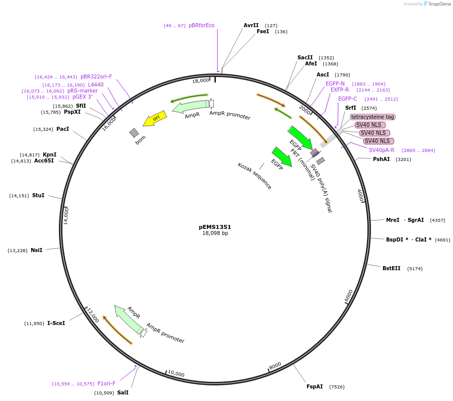29153-plasmid-map-sequence-id-13568