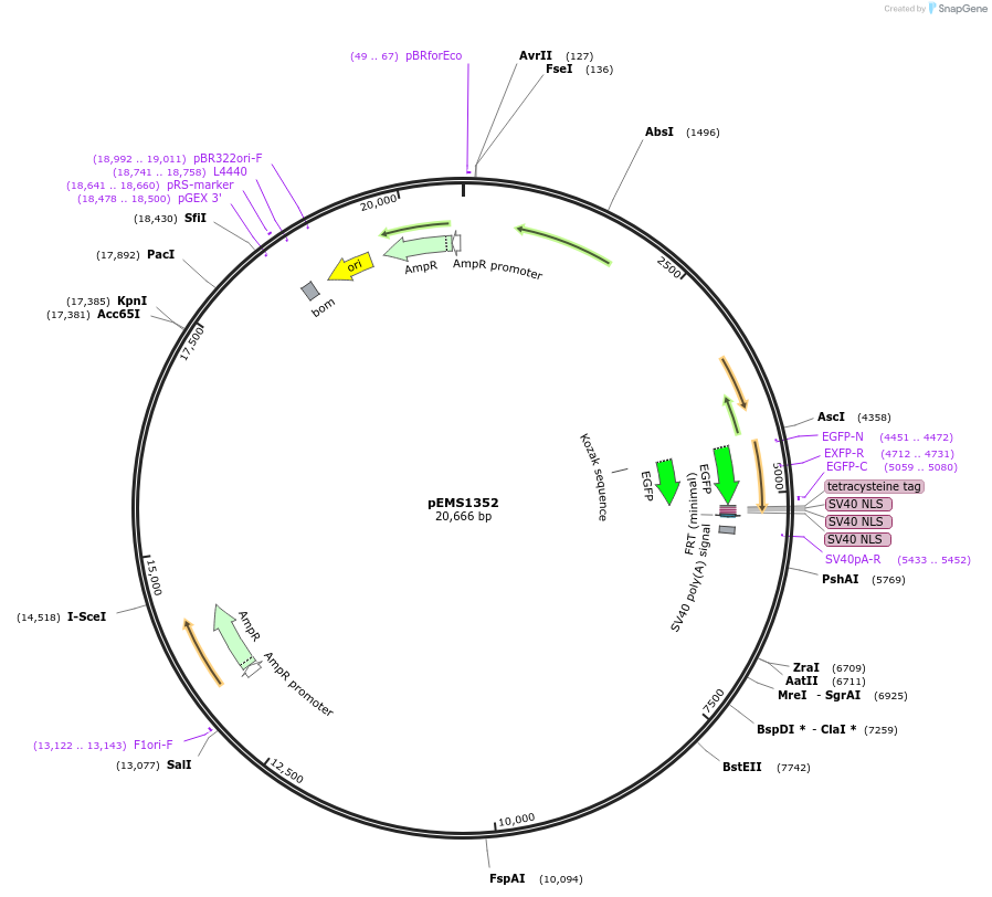 29154-plasmid-map-sequence-id-13569