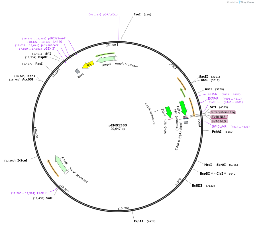 29155-plasmid-map-sequence-id-13570