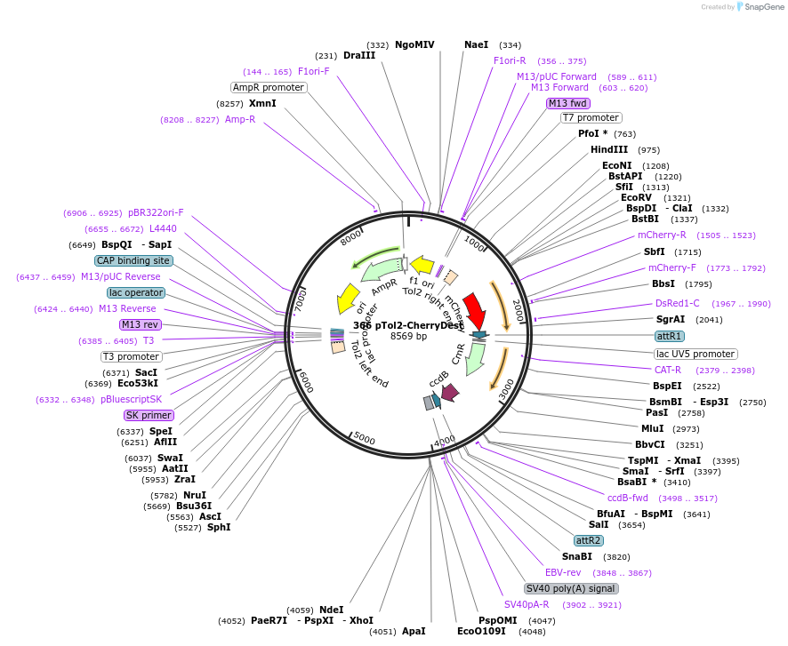 73487-plasmid-map-sequence-id-135721