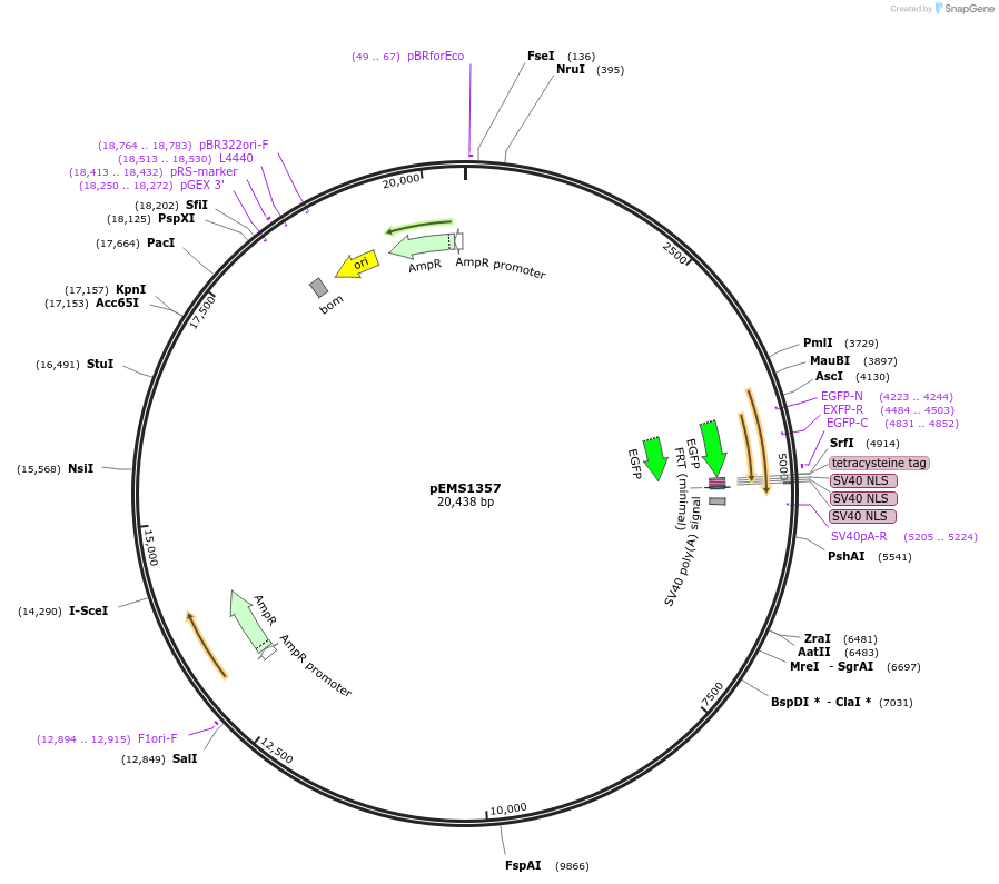 29159-plasmid-map-sequence-id-13574