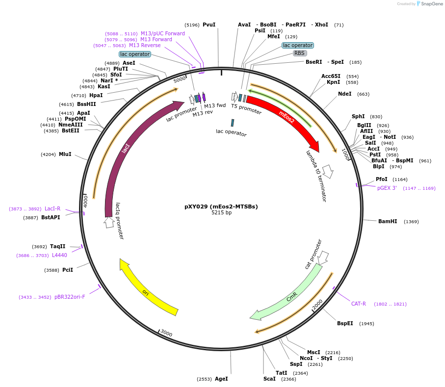 72652-plasmid-map-sequence-id-135781