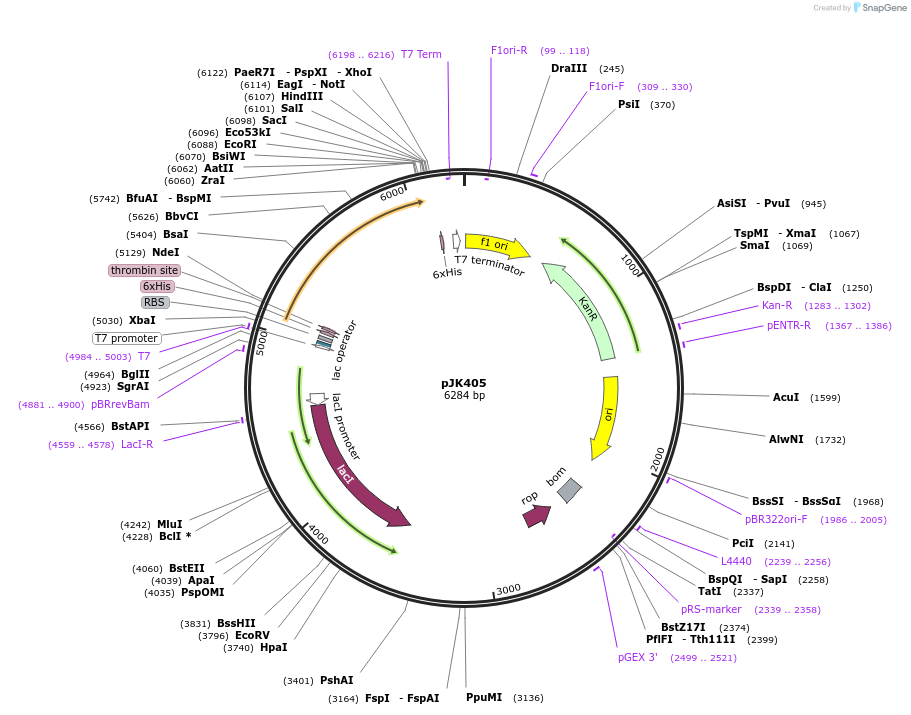 72418-plasmid-map-sequence-id-135782