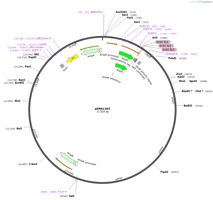 29164-plasmid-map-sequence-id-13579