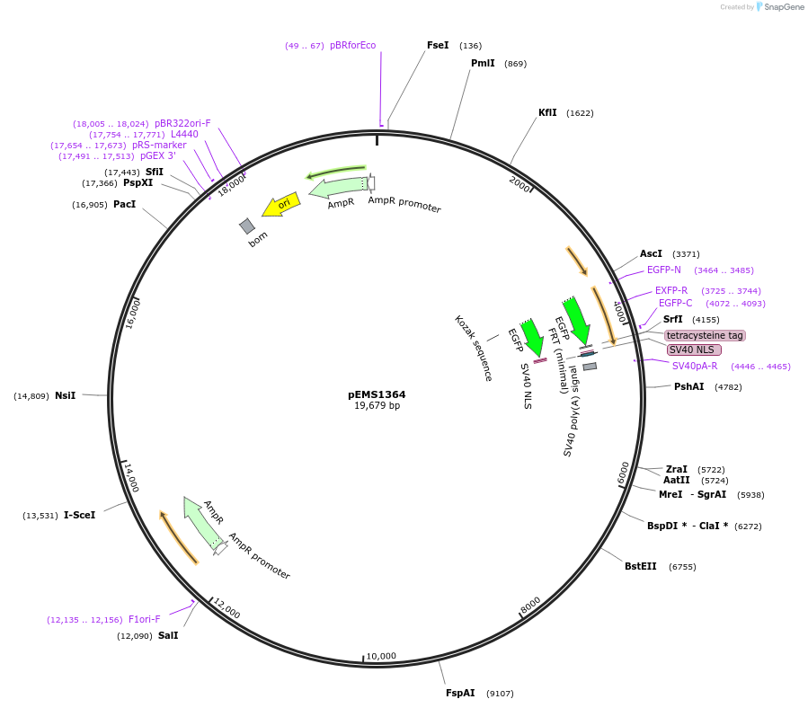29165-plasmid-map-sequence-id-13580
