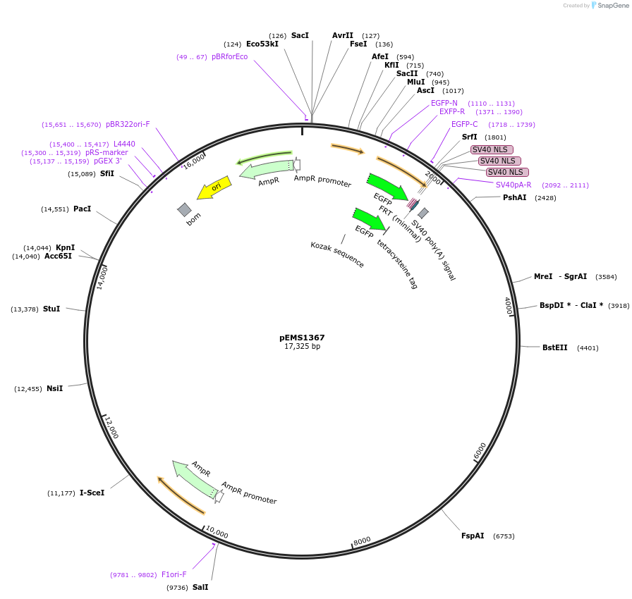 29168-plasmid-map-sequence-id-13583