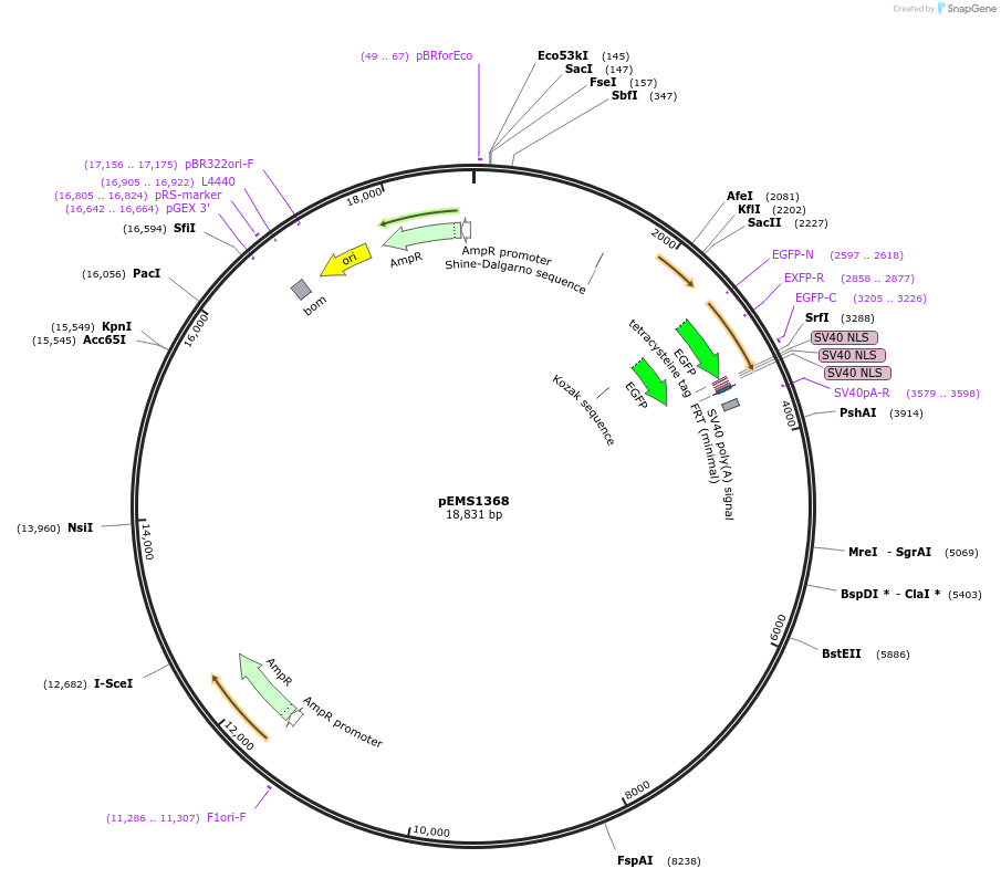 29169-plasmid-map-sequence-id-13584