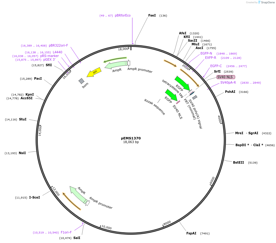 29171-plasmid-map-sequence-id-13586