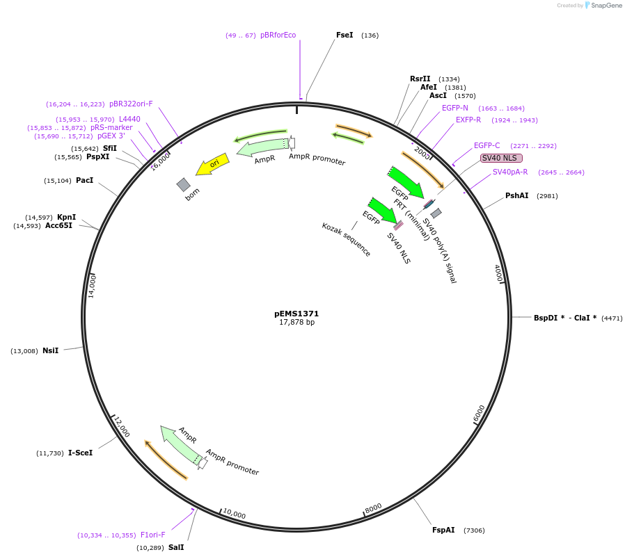29172-plasmid-map-sequence-id-13587