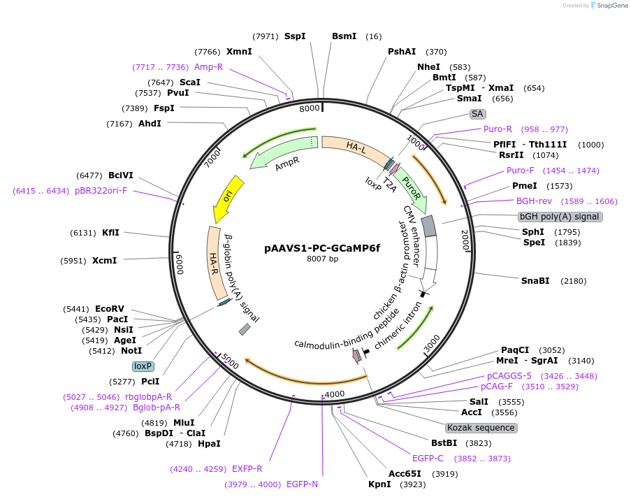 73503-plasmid-map-sequence-id-135875
