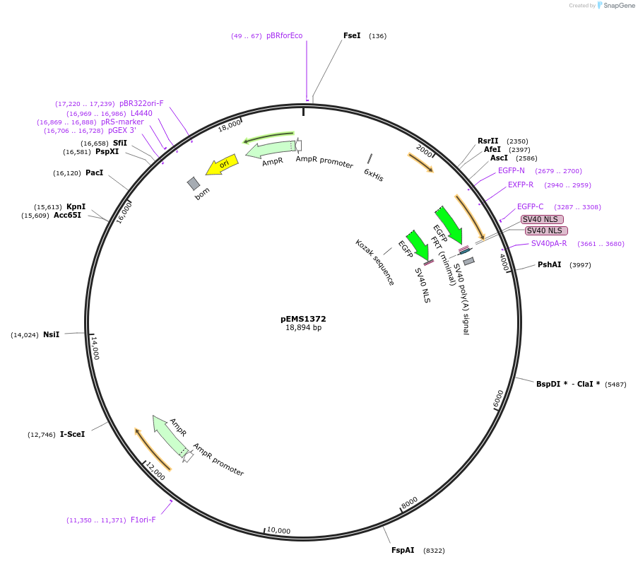 29173-plasmid-map-sequence-id-13588