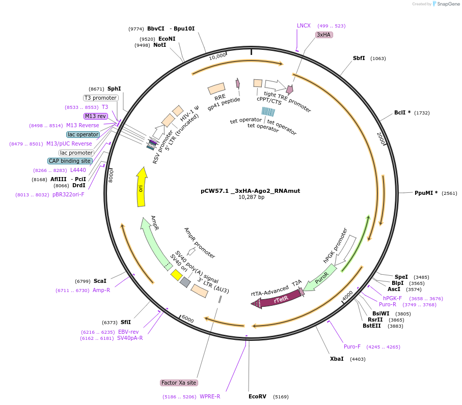 73539-plasmid-map-sequence-id-135890