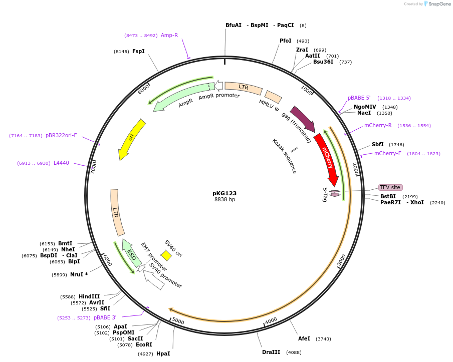 63074-plasmid-map-sequence-id-135907