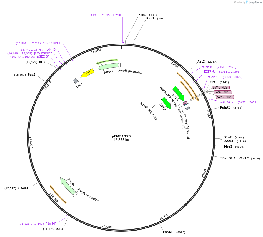 29176-plasmid-map-sequence-id-13591