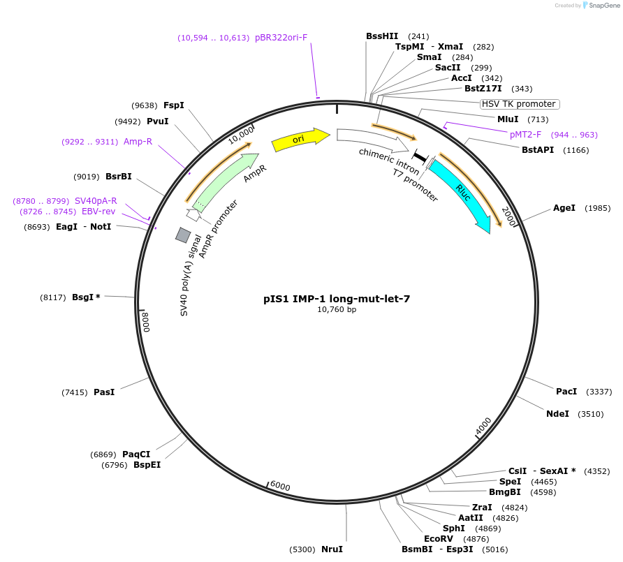 21642-plasmid-map-sequence-id-135926