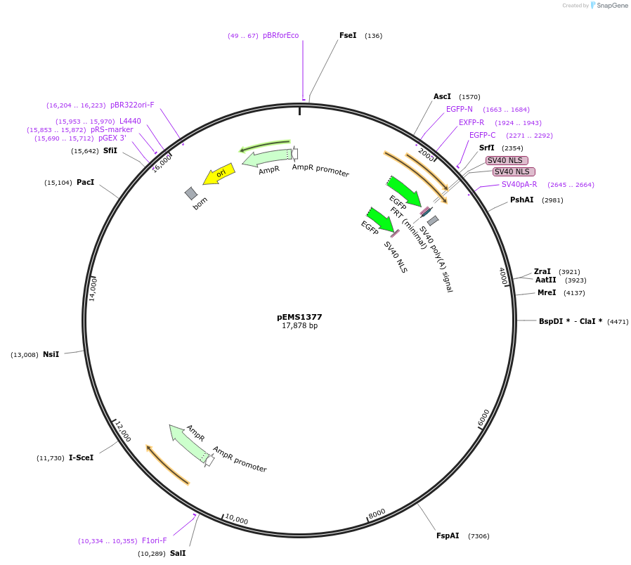 29178-plasmid-map-sequence-id-13593
