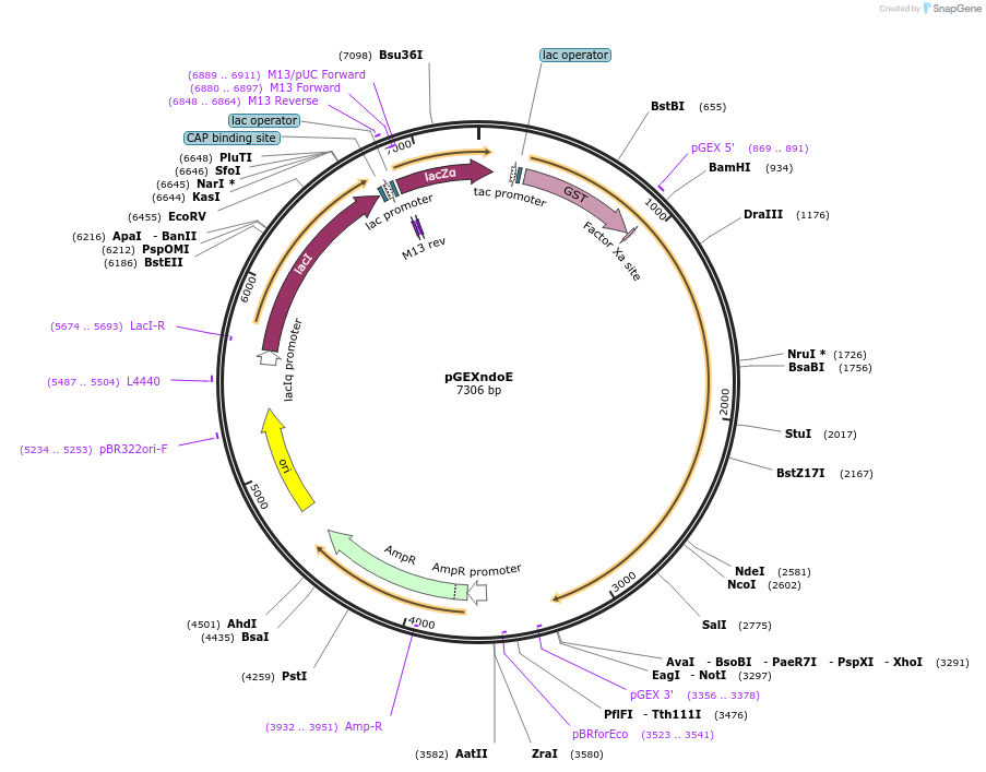 47714-plasmid-map-sequence-id-135934