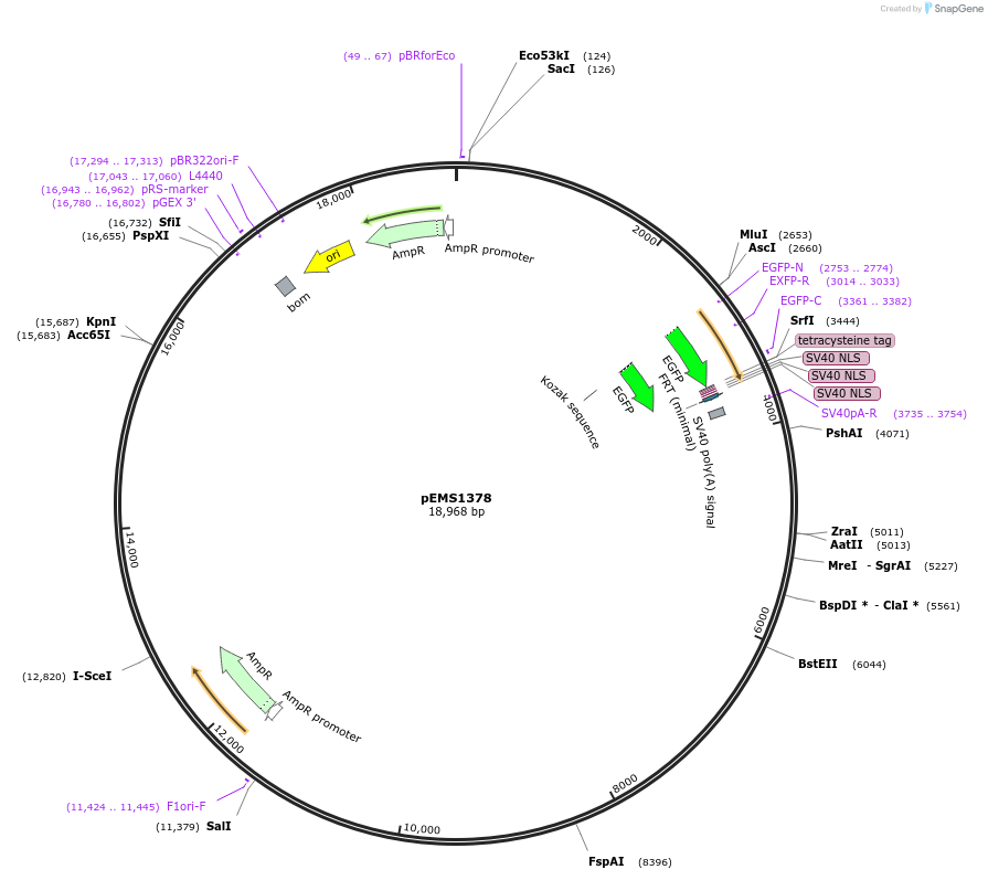 29179-plasmid-map-sequence-id-13594