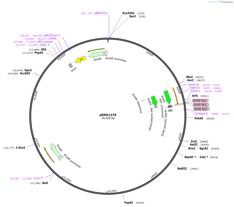 29180-plasmid-map-sequence-id-13595