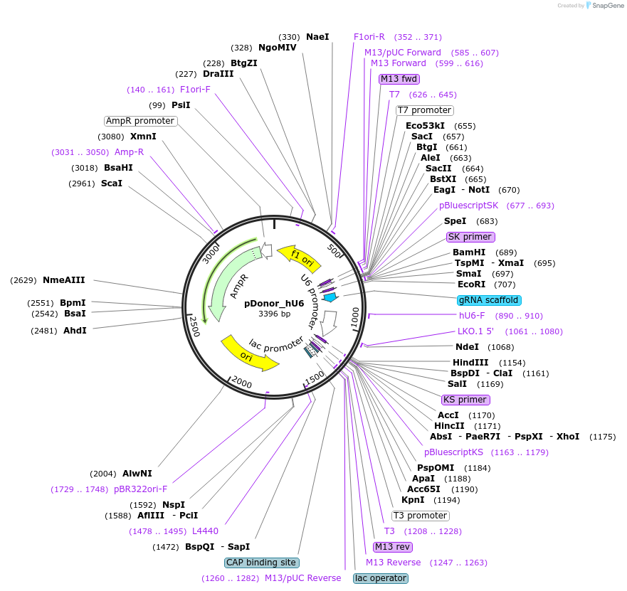 69312-plasmid-map-sequence-id-135959
