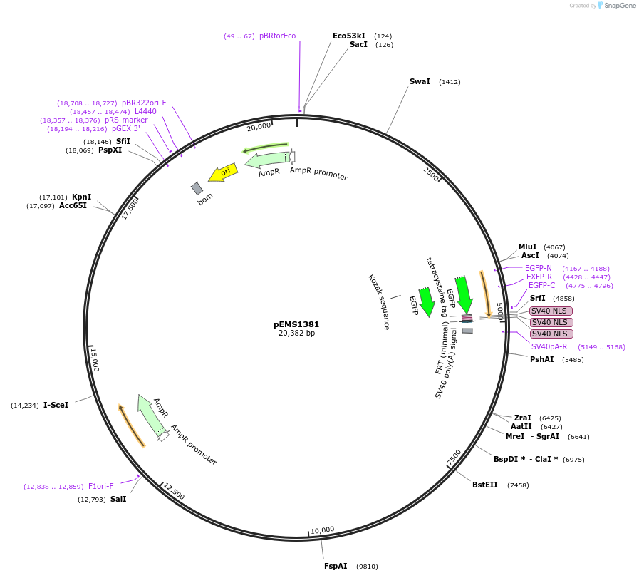 29181-plasmid-map-sequence-id-13596