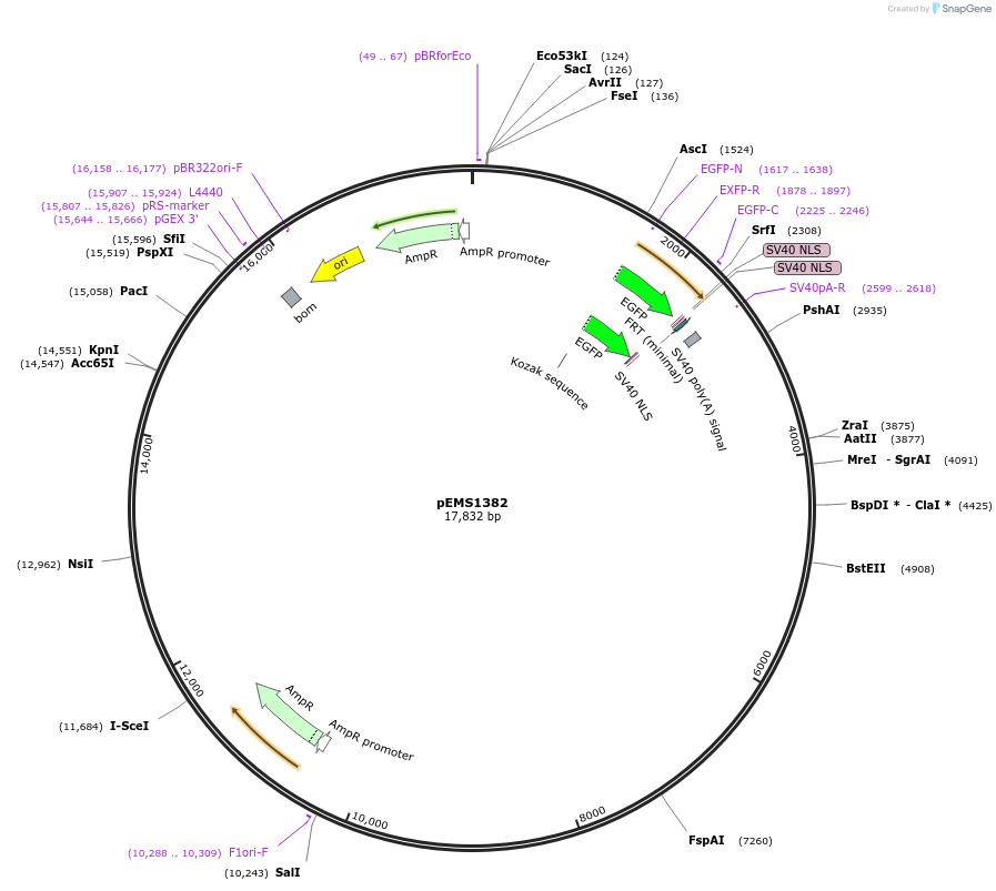 29182-plasmid-map-sequence-id-13597