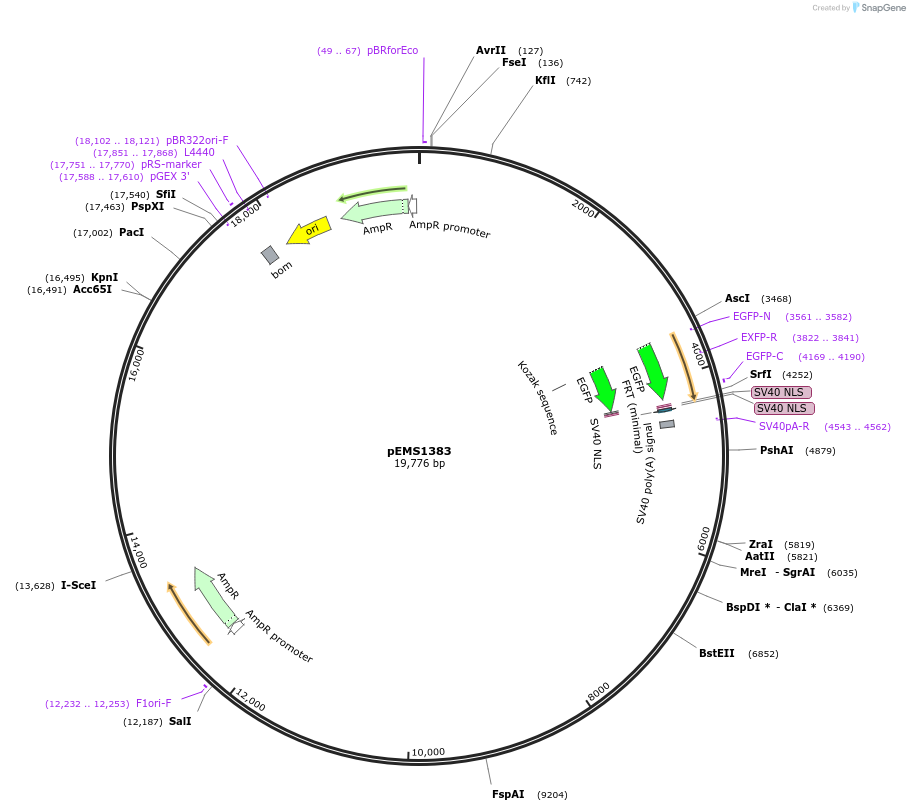 29183-plasmid-map-sequence-id-13598