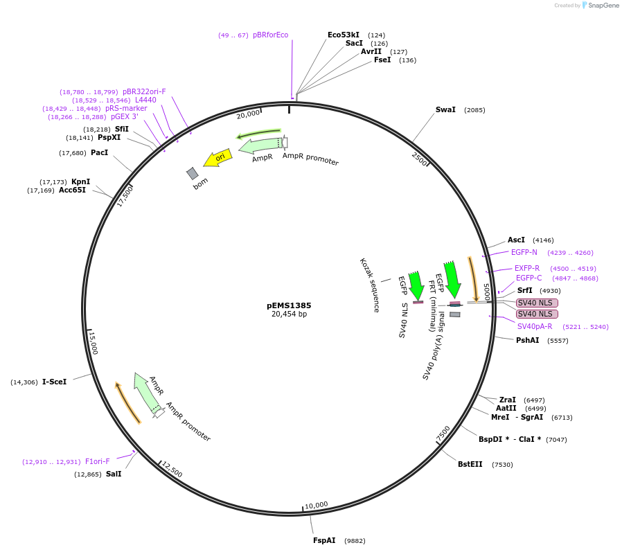 29184-plasmid-map-sequence-id-13599