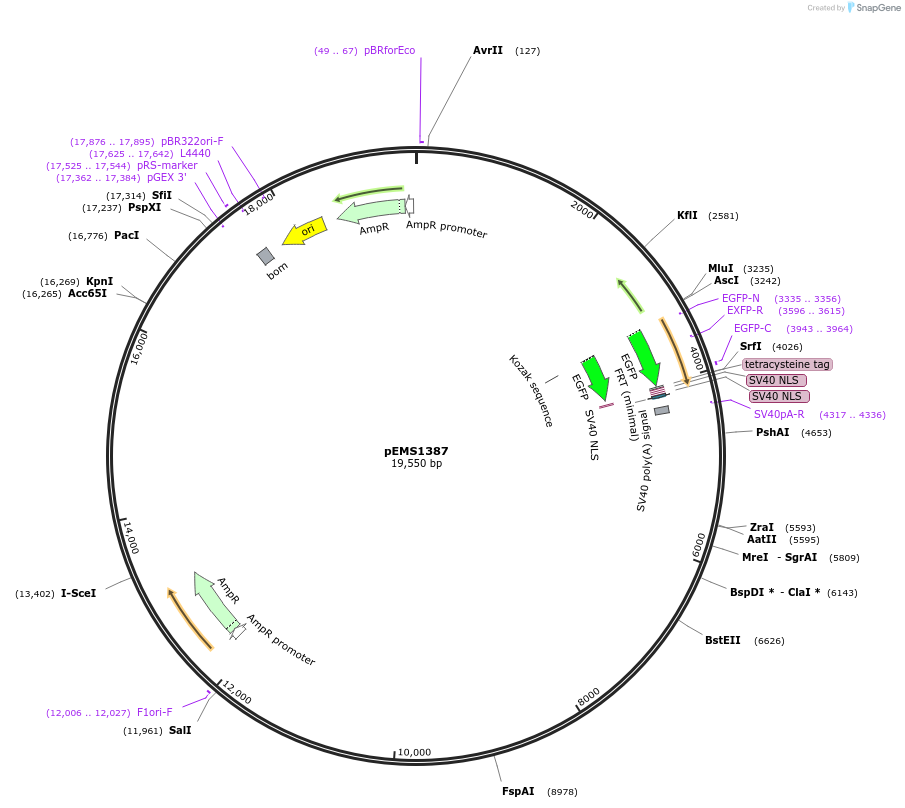 29186-plasmid-map-sequence-id-13601