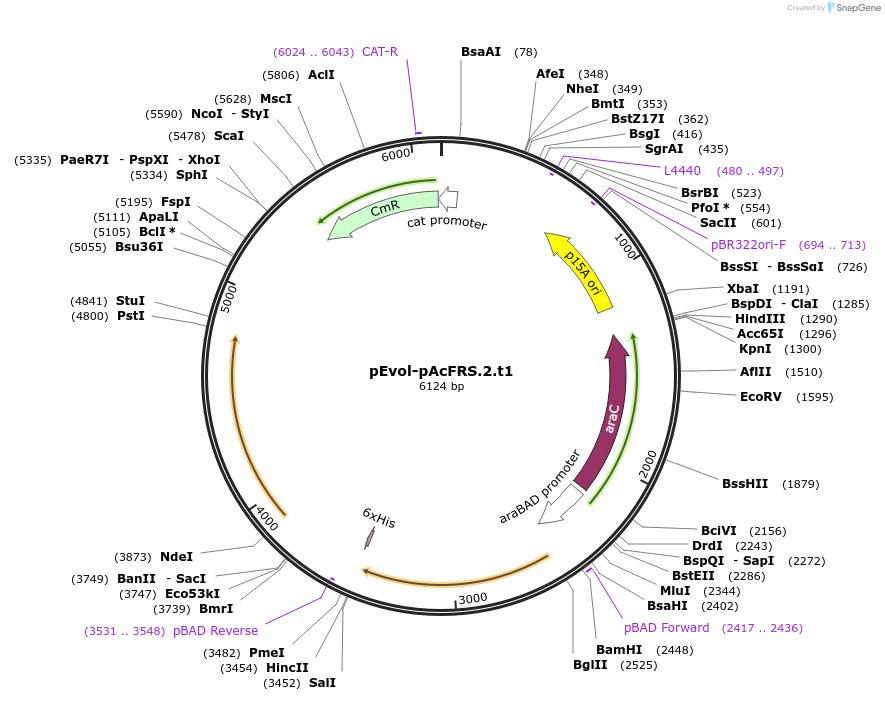 73544-plasmid-map-sequence-id-136018