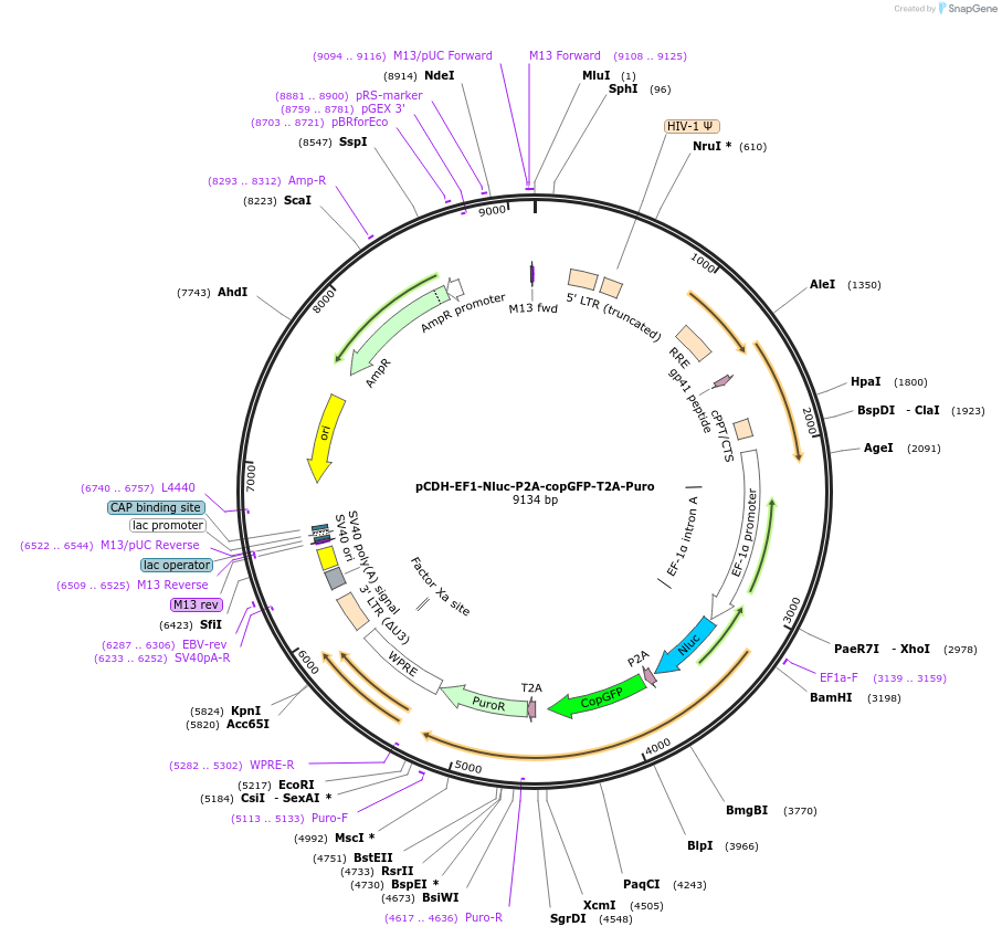 73022-plasmid-map-sequence-id-136024