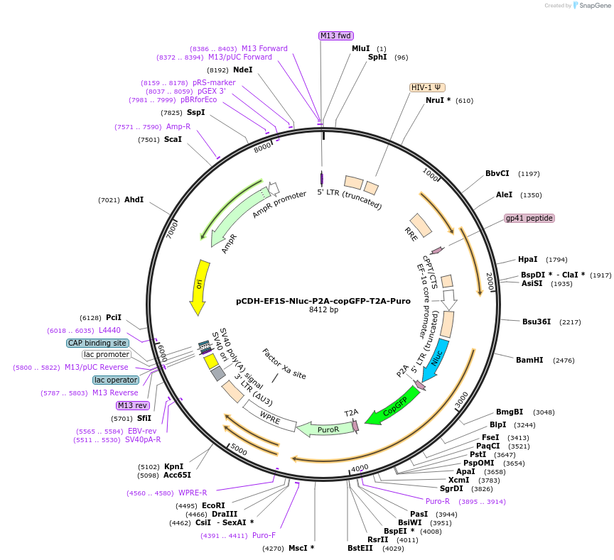73032-plasmid-map-sequence-id-136029