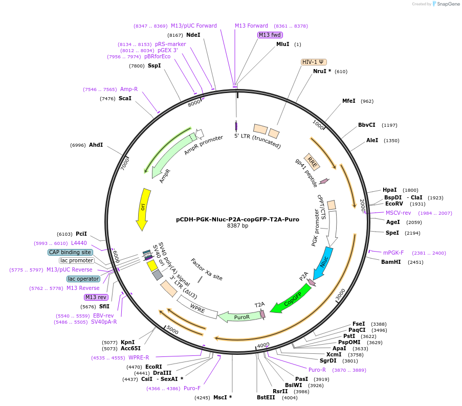 73040-plasmid-map-sequence-id-136039