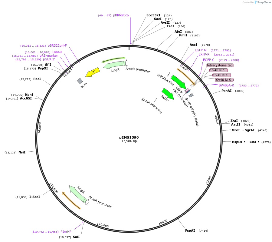 29189-plasmid-map-sequence-id-13604