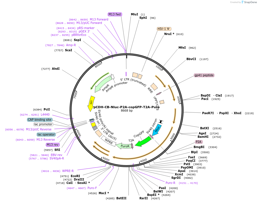 73039-plasmid-map-sequence-id-136043
